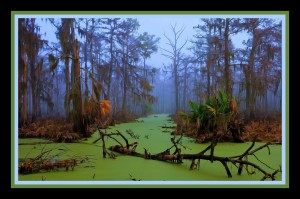 Jurassic Swamp  - HDR - Double Matted and Framed